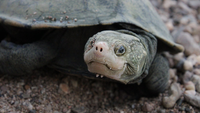 Investigadores de la Universidad James Cook han utilizado un método innovador de detección de ADN para redescubrir la tortuga de Irwin.  Es una de varias especies de agua dulce que usa su respiradero para respirar bajo el agua.  Esto le permite permanecer bajo el agua por más tiempo. 