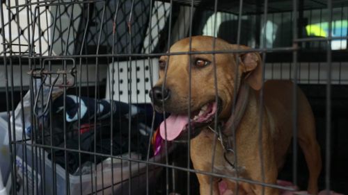 This dog was one of 56 taken into care. (Image courtesy of RSPCA Queensland)