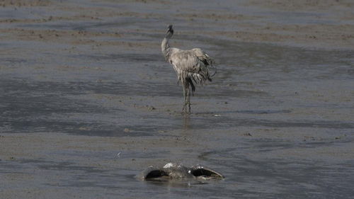Thousands of migratory cranes have died from an outbreak of bird flu in northern Israel. 