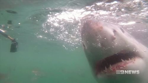 The Federal Government has accused the state government of not doing enough to prevent shark attacks. (9NEWS)