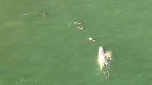 New drone footage reveals a white whale swimming off the coast of NSW.
