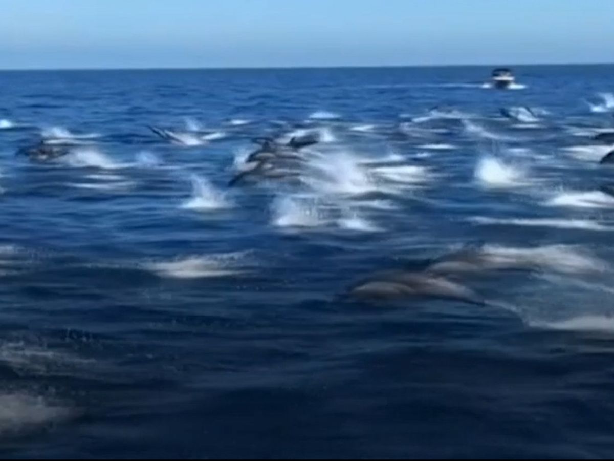 Dolphin Stampede in Southern California