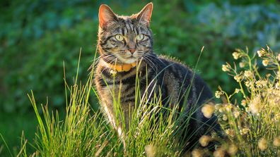 Cat in grass