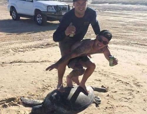 'Idiots' panned for taking photo 'surfing' on the back of a turtle