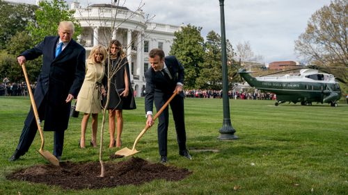 The Oak tree planted by President Macron and President Trump last week mysteriously disappeared. (AP)