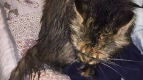 "Puss" was left soaked in oil. (9NEWS)