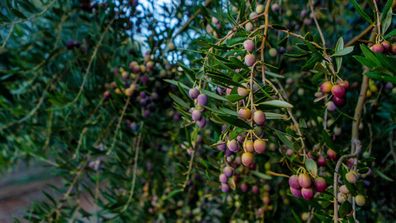 Olives on the tree at Cobram Estate Boundary Bend