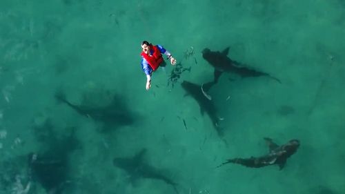 A pack of bull sharks circle Bernie the dummy, who is wearing an anti-shark device emiting magnetic fields. There were over 1000 approaches but no attacks. (Supplied)