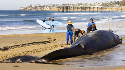 Researchers from NOAA Southwest Fisheries Science Center inspected a 52-foot-long female fin whale that died and washed onto Mission Beach on Sunday, Dec. 10, 2023, in San Diego. Officials said there were no obvious signs leading to a cause of death. (K.C. Alfred/The San Diego Union-Tribune via AP)