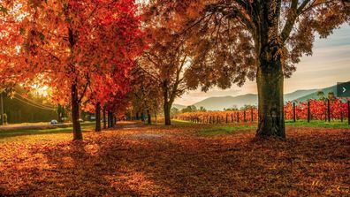 places to visit in victoria in autumn