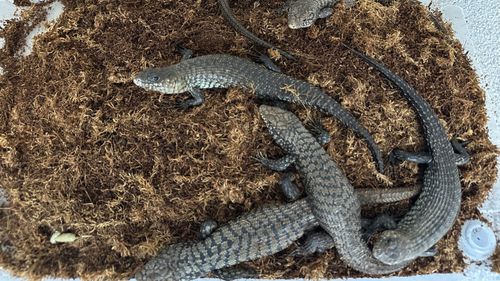 Havia 19 lagartos de língua azul entre os répteis apreendidos.