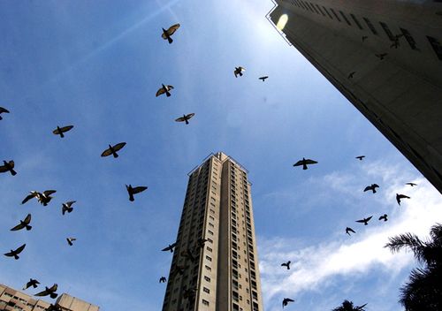 Pigeons fly past the housing commission towers in the Waterloo development area. (AAP)