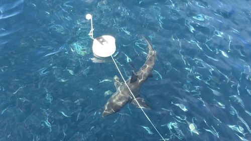 Uma nova pesquisa de 12 anos liderada pela Universidade Flinders investiga o comportamento dos tubarões após um ataque de orca nas Ilhas de Netuno em 2015. 