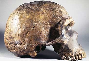 If the average human's cranial capacity is 1300cc, what was the Neanderthal's?