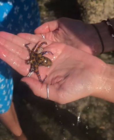 Woman in Bali on holiday blue-ringed octopus deadly animal