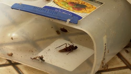 Cockroaches have infiltrated the premises over what they claim is a bungled building job on the kitchen.