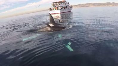 <p>A California paddleboarder has ticked seeing Orca whales in the wild off his bucket list after managing to capture a "magical" encounter with the creatures on video.</p><p>