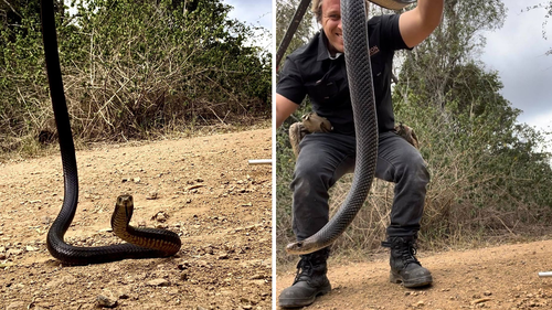 The eastern brown snake was over a metre-long and had a white head.