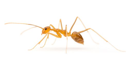 A yellow crazy ant. (DPI)