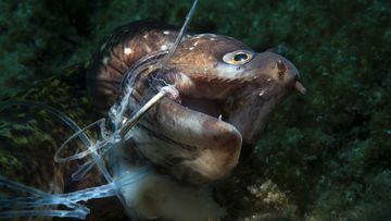 Conservation Photographer of the Year nominees