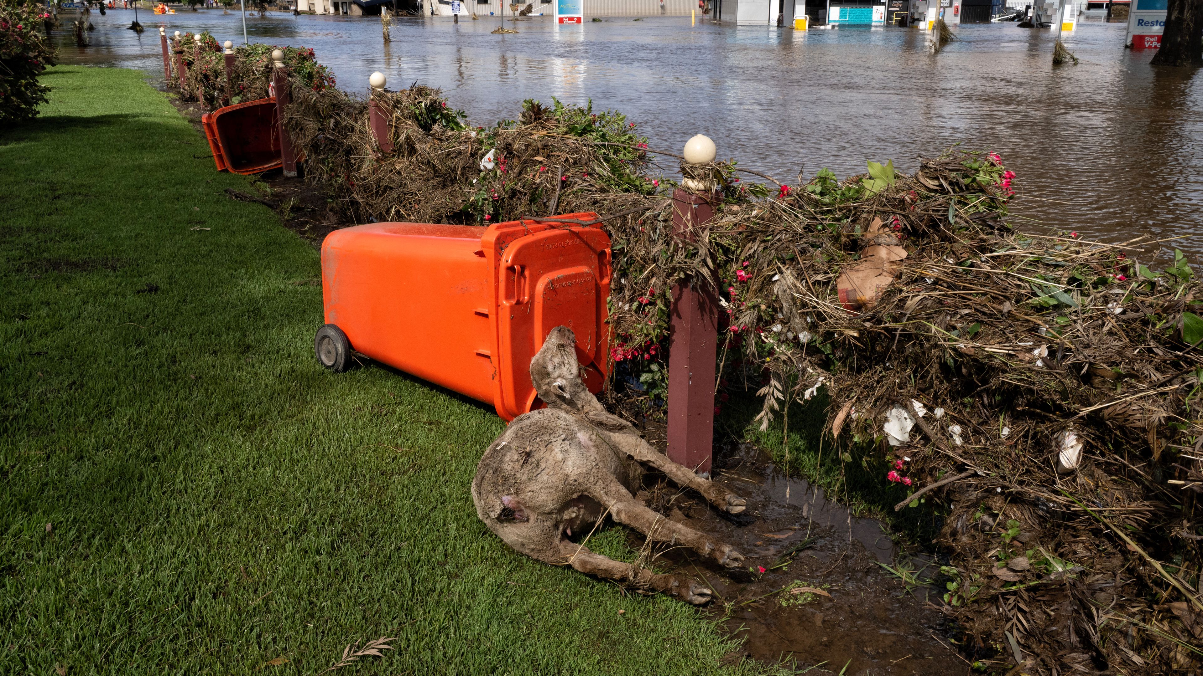 Drowned sheep in central Cowra Flooding damage as waters drop in Cowra. on November 15, 2022.