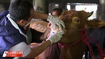 Aussie farmers call for Bali ban amid deadly disease outbreak