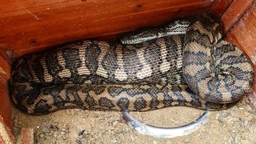 Cairns news: Woman finds snake and two rats inside toilet bowl early morning