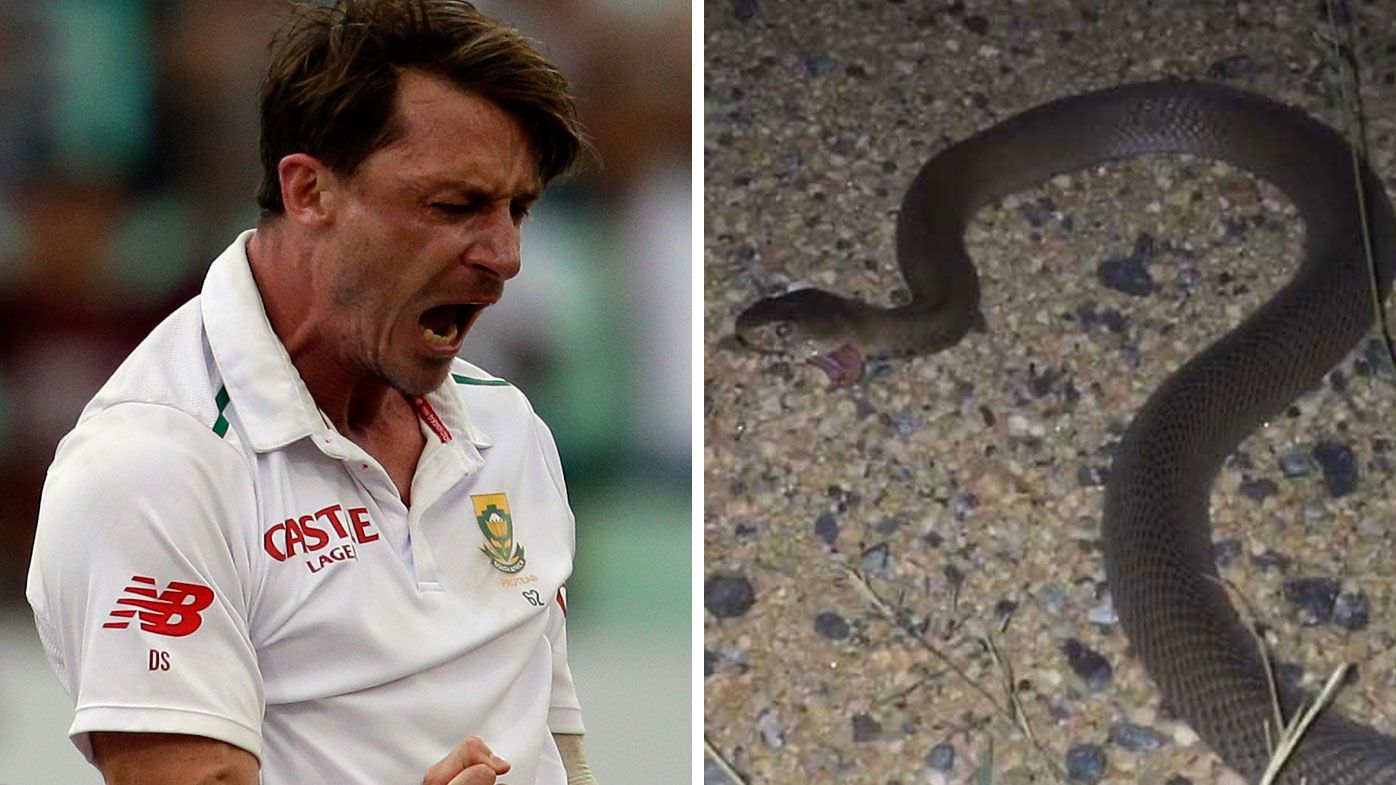 Cricket: Snake that! Steyn faces down Black Mamba