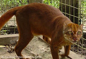 The bay cat is endemic to which island?