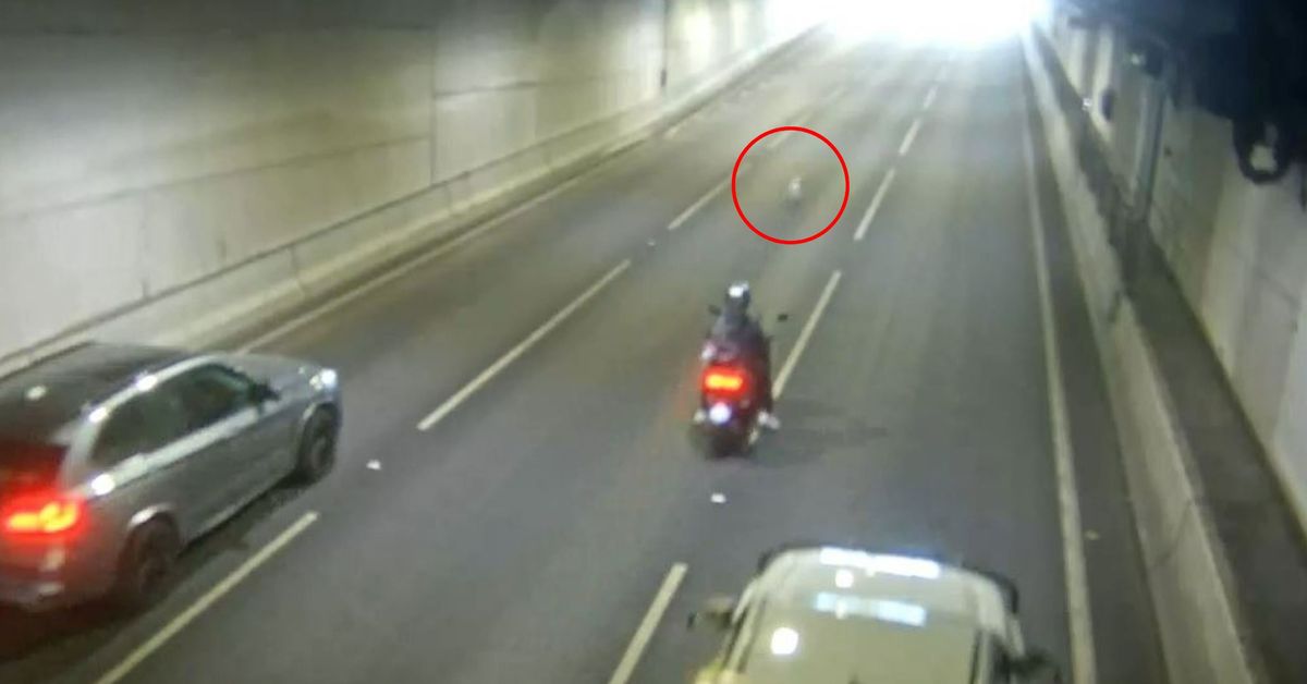 Dog safely rescued from busy Melbourne road