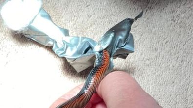 A vet in western Sydney treated a highly sensitive and dangerous patient this week.  A baby red-bellied black snake was encased in duct tape.