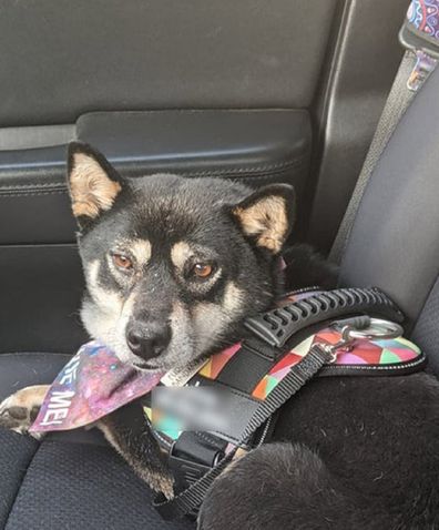 Facebook rescue dog note pet in car