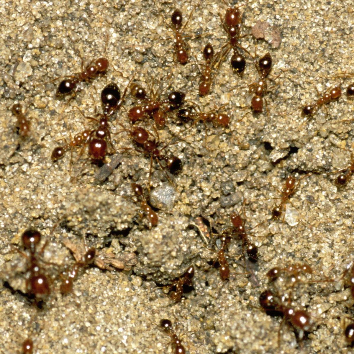 Millions of Aussies will feel pain of fire ants if eradication 'war' fails
