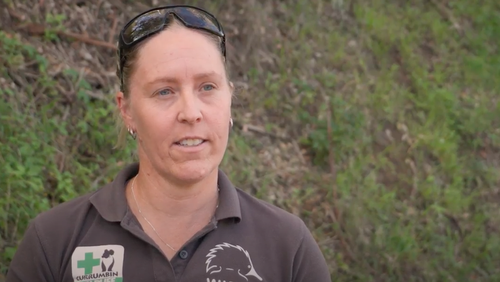 When asked why the volunteers went to such an effort to get such a tiny snake home, WIRES emergency responder Amy Wregg said "everything has a right to live,"