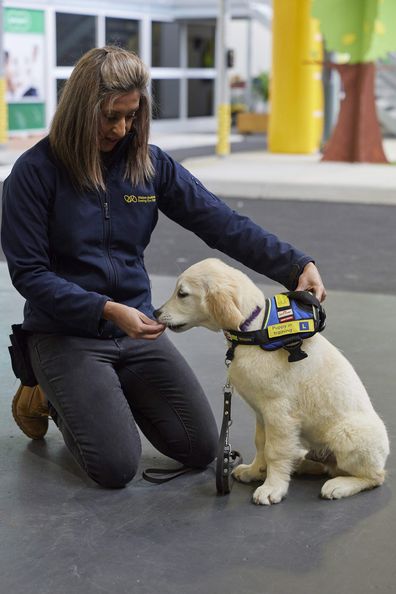 Seeing Eye Dogs