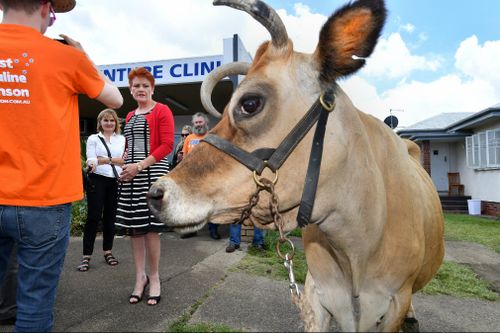 A Silkstone resident brought along a Jersey cow to meet One Nation leader Pauline Hanson. (Image: AAP)