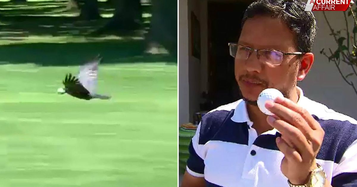 A Current Affair Man hit in head by golf ball says don't blame the birds