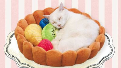 The fruit tart cat bed