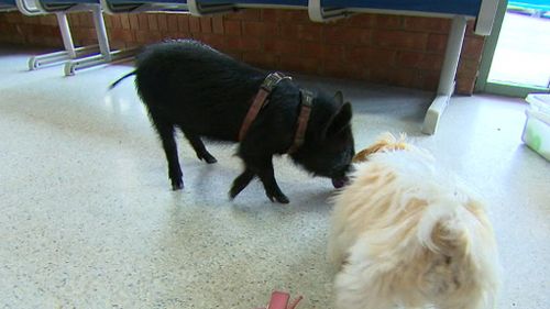 Matilda the pig interacts with a puppy at puppy pre-school