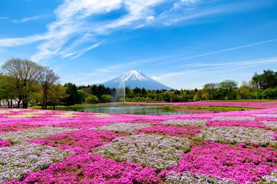 Mt. Fuji and colorful pink moss foreground at shibazakura festival