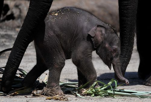 Tukta the eight-year-old Asian Elephant has died at Sydney's  Taronga Zoo after a sudden battle with a strain of herpes virus.