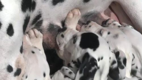 The spotty pups were born near Ballarat, in Central Victoria. (9NEWS)