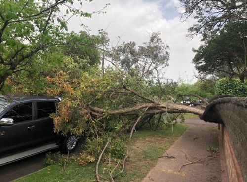 A fallen tree in Prospect, one of the Adelaide suburbs hit by wild winds.