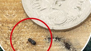 Polyphagous shot-hole borer beetle is attacking Perth&#x27;s trees.