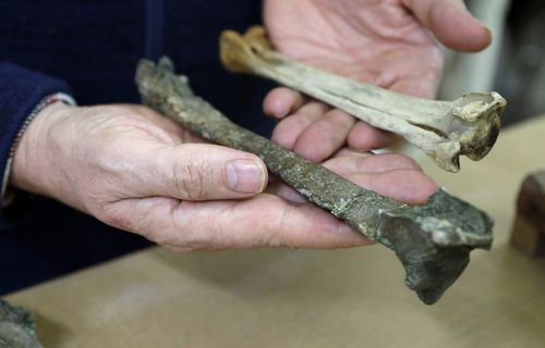 Dr. Paul Scofield, senior curator at Canterbury Museum, holds the fossil, a tibiotarsus, left, next to a similar bone of an Emperor Penguin in Christchurch, New Zealand. 