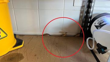 A healthy brown snake gave a Brisbane snakecatcher a run for their money, as it hid in a garage. 