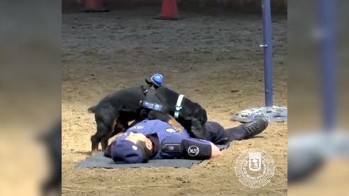 Poncho stops and appears to listen for signs of breathing. Picture: Twitter/Madrid Police