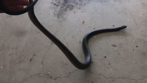 The venomous Red-bellied black was about four-foot long and quickly moved from one end of the garage to the other.