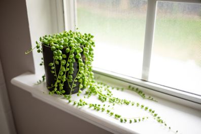 String of Pearls houseplant