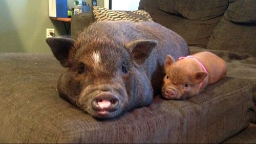 Hobey pictured with another smaller pet pig named Claudette. (Facebook, Rachel Boerner)